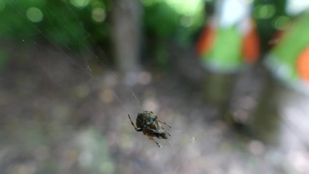 Les araignées mangent de la nourriture sur le net .