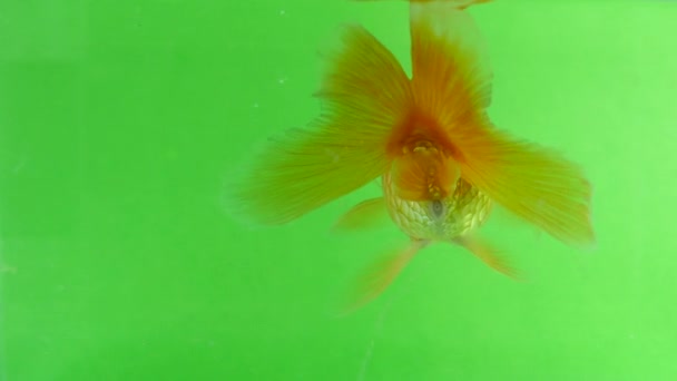 Gold Fish Fun Swimming Green Screen Fast Isolated — Stock Video