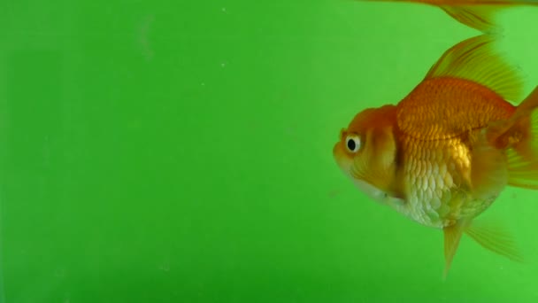 Золотая Рыба Весело Плавает Зеленом Экране Быстро Изолируется — стоковое видео