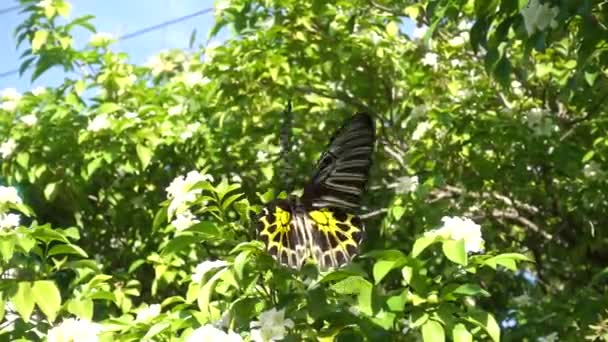 蝴蝶在树上飞来吃花粉的花蜜 — 图库视频影像