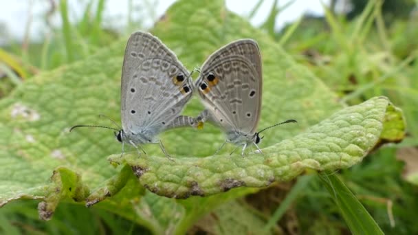 蝴蝶对自然的生活方式概念 两只蝴蝶交配 仙女多氯蝴蝶 — 图库视频影像