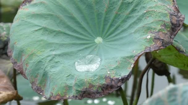 Wasser Auf Dem Lotusblatt Teich Und See — Stockvideo