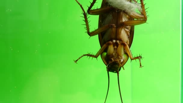 蟑螂走在玻璃与绿色屏幕背景 — 图库视频影像