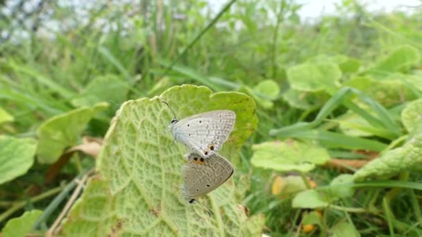 Fjäril Nature Lifestyle Concept Två Fjärilar Mate Nymphalis Polychloros Butterfly — Stockvideo