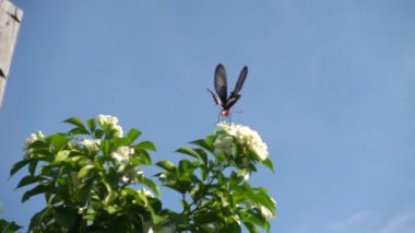 Ağaçlar video yavaş hareket beyaz çiçekler üzerinde Kelebekler,