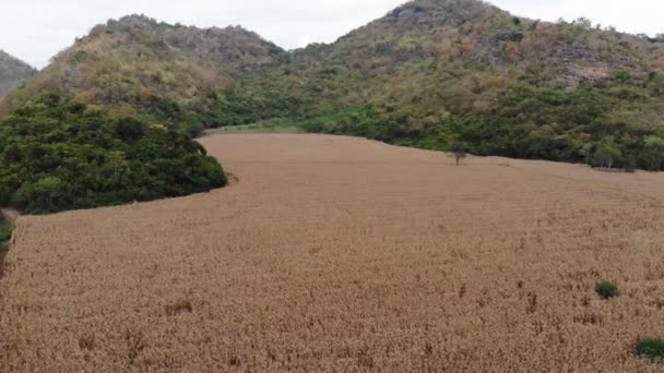 Fecho Aéreo Fileiras Milho Campo Campos Milho Seco Vale — Vídeo de Stock