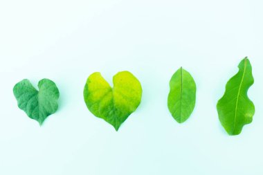 Beyaz izole arka plan üzerinde Ham Yapraklar,