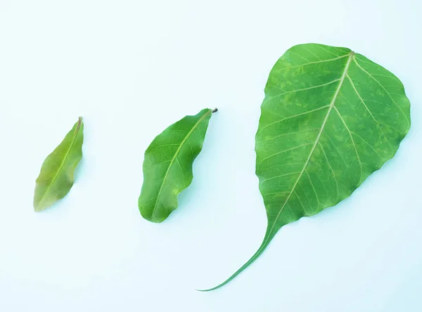 흰색 분리 배경에 원시 잎, — 스톡 사진