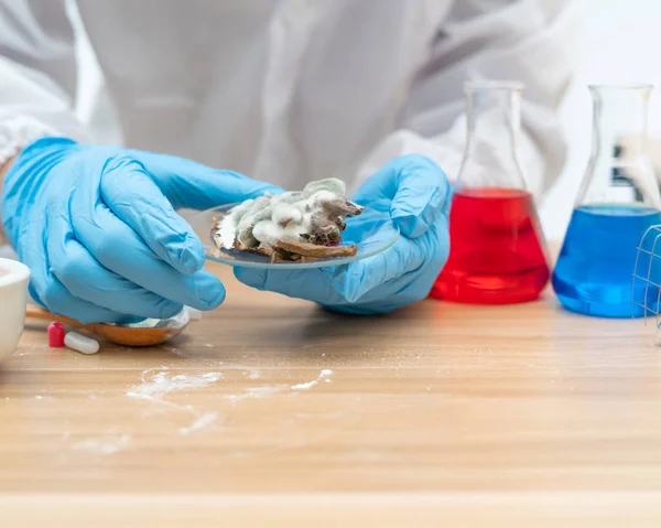 The fungus in the hands of scientists in the laboratory room, Royalty Free Stock Images