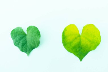 Beyaz izole arka plan üzerinde Ham Yaprak,