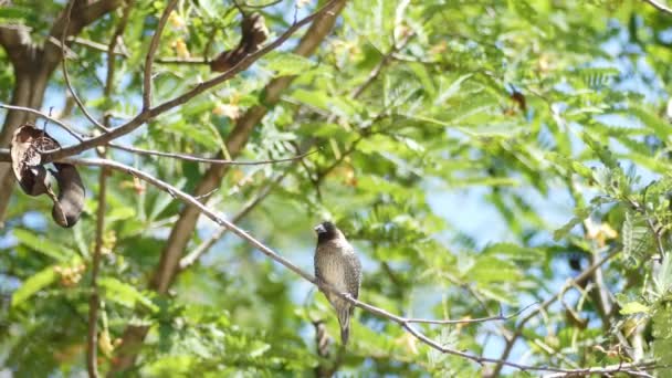 House Sparrow Sitting Branch Platane Tree Chirping — Stock Video