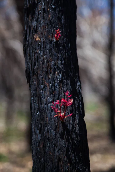 Regeneração após fogo arbusto Austrália, brotos vermelhos emergindo da casca preta — Fotografia de Stock