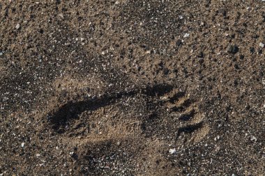 Kumsalda tek bir ayak izi. Sol ayak. Büyük desenli düşük güneş