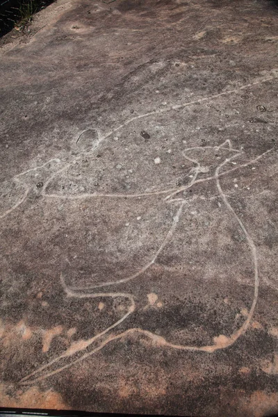 Dharawal vésetek vagy petroglifák kenguru, Bundeena NSW Ausztrália — Stock Fotó