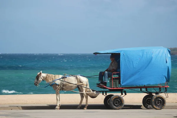 Cavalo Passageiros Carroça Espera Passageiros Contra Oceano Como Fundo Transporte — Fotografia de Stock