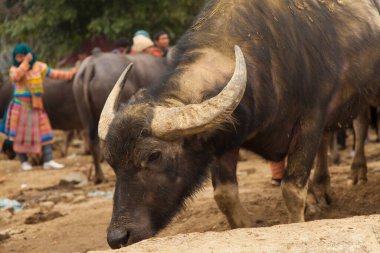 Bac Ha Market Vietnam 12.22.2013 Kuzey Vietnam 'ın en büyük ve en tanınmış pazarlarından biri. Hmong 'lu kadınla sığır pazarında. Birçok Flower Hmong' lu orada ticaret yapıyor.. 
