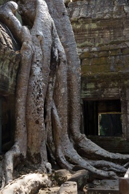 Orman ve ağaçlar Angkor Watt, Kamboçya 'daki tapınak kompleksini yutmuştu. Ağaç kökleri tapınakların simgesidir ve Mezar Avcısı filmindeki Ta Prohm popülerleşmiştir.. 