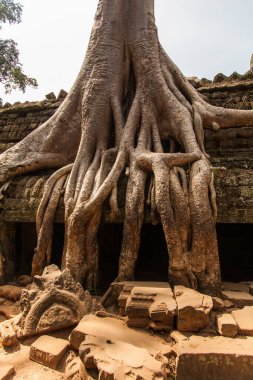 Orman ve ağaçlar Angkor Watt, Kamboçya, Ta Prohm ve Bayon tapınaklarını içine çekmişti. Ağaç kökleri tapınakların simgesidir ve Tomb Raider filmindeki Ta Prohm 'da popülerdir.. 