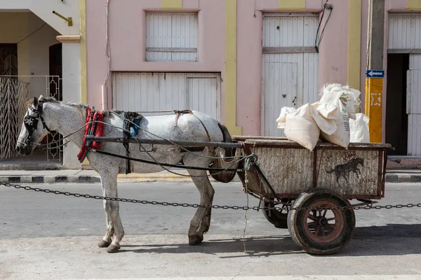 Cavalo Branco Carrinho Com Sacos Brancos Transporte Onipresente Para Pessoas — Fotografia de Stock