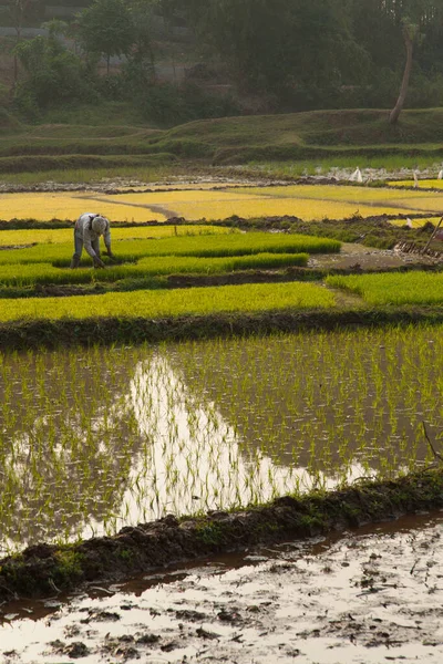 ズォン ベトナム22 2013灌漑水路のある開かれた農地で米が栽培されている畑や水田で作物を育てる農家 高品質の写真 — ストック写真