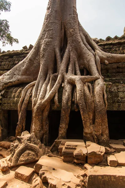 Orman Ağaçlar Angkor Watt Kamboçya Prohm Bayon Tapınaklarını Içine Çekmişti — Stok fotoğraf