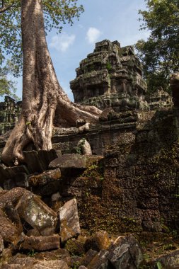 Orman ve ağaçlar Angkor Watt, Kamboçya, Ta Prohm ve Bayon tapınaklarını içine çekmişti. Ağaç kökleri tapınakların simgesidir ve Tomb Raider filmindeki Ta Prohm 'da popülerdir.. 