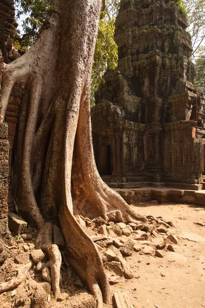 ジャングルと木々は アンコールワット カンボジア プローム寺院とバイヨンの寺院複合体を飲み込んでいました 木の根は寺院の象徴であり 映画トゥームレイダーで人気のTa Prohm — ストック写真