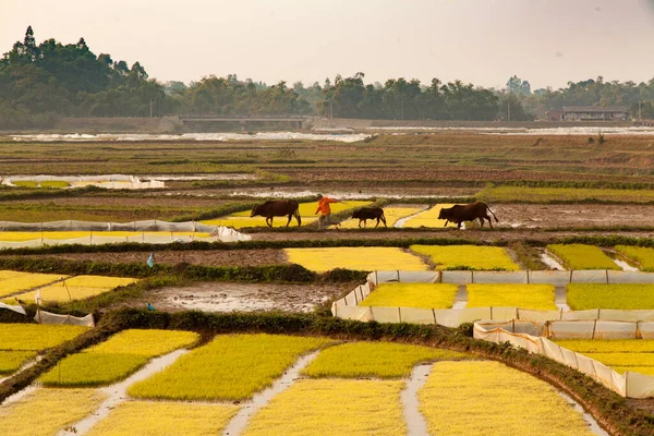 Duong Lam Vietnam 2013 Campi Risaie Con Coltivazione Riso Terreni — Foto Stock