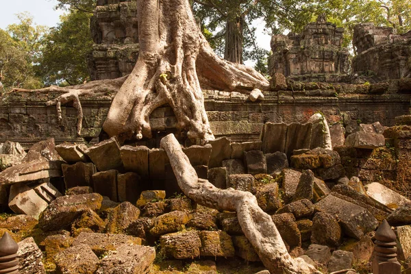 The jungle and trees had engulfed the temple complex of Angkor Watt, Cambodia, temples Ta Prohm and Bayon. The tree roots are iconic of the temples and popularised Ta Prohm in the film Tomb Raider.