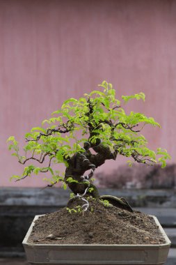 Hue, Vietnam 'daki çok eski bonsai ağaçları. Renkli duvarlara karşı güzel ayrıntı