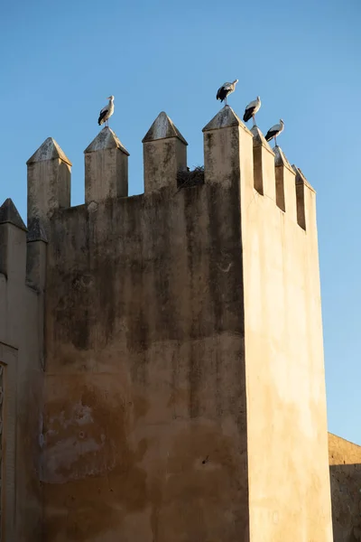 Čápi hnízdící na hradbách části královského paláce Fez Maroko — Stock fotografie