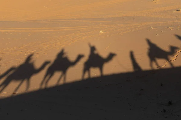 Ombre di cammelli nel tardo pomeriggio nel deserto sahariano in Marocco — Foto Stock