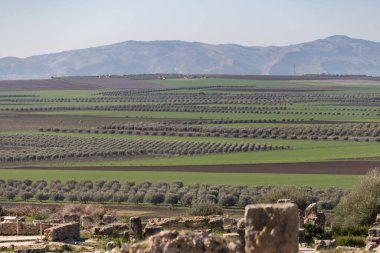 Volubilis, eskiden Fas 'ta kısmen kazılmış bir Berberi kenti olan Roma harabelerinin bulunduğu bir yer. Görüntüler, büyük sitenin bir parçası olan yıkılmış binaları ve sütunları gösteriyor. 