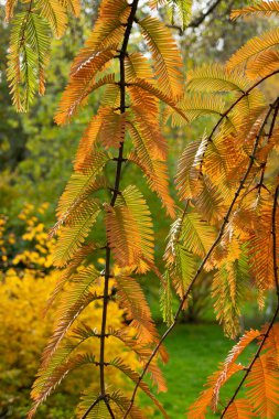 Sonbaharda ağaçlardaki sonbahar renkleri, kırmızı, altın, sarı yapraklar güzel güneş ışığı