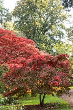 Sonbaharda ağaçlardaki sonbahar renkleri, kırmızı, altın, sarı yapraklar güzel güneş ışığı