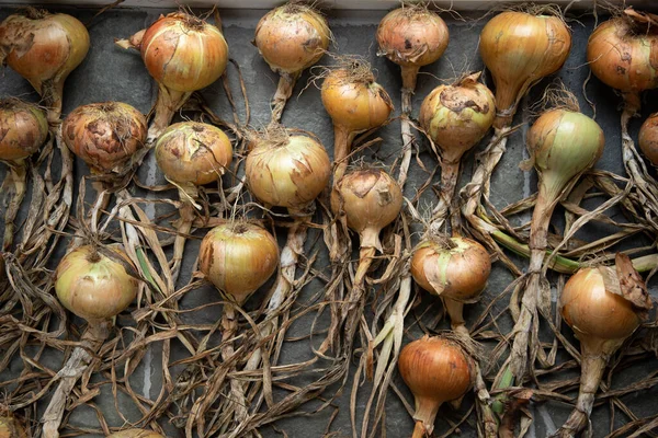 Onions harvested in autumn and laid out to dry,