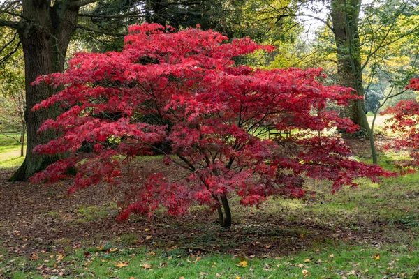 Couleurs d'automne sur les arbres à l'automne, rouge, or, jaune laisse une belle lumière du soleil — Photo