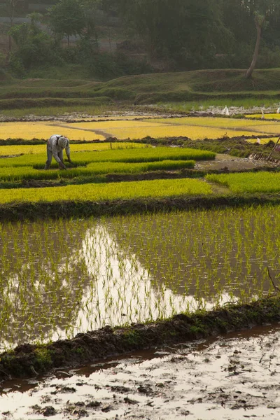 Duong Lam Βιετνάμ 22.12.2013 χωράφια ή κουπιά με ρύζι που καλλιεργούνται σε ανοικτές γεωργικές εκτάσεις — Φωτογραφία Αρχείου