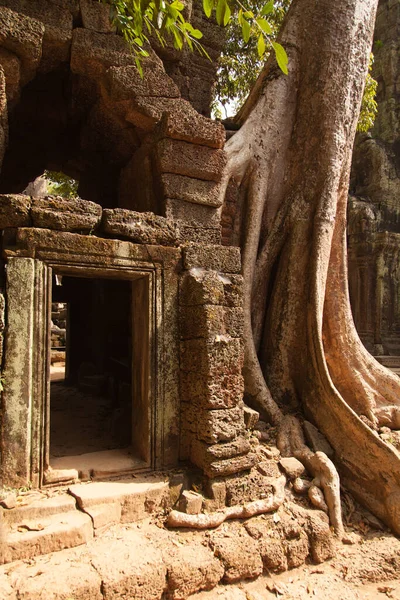 柬埔寨吴哥窟Ta Prohm，树木连根拔起，淹没了庙宇结构 — 图库照片