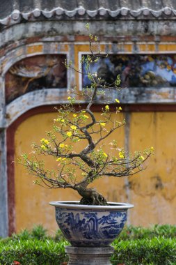 Hue, Vietnam 'daki çok eski bonsai ağaçları. Renkli duvarlara karşı güzel ayrıntı