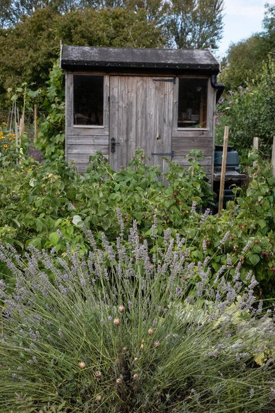 Allotment with produce and lavender flowers and garden shed in Oxfordshire — Stock Photo, Image