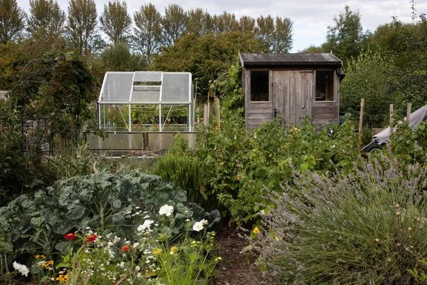 Allotment with produce and flowers and garden shed and greenhouse in Oxfordshire — Stock Photo, Image