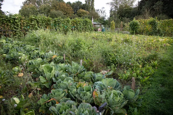 Overgrown Allotment gone to seed with cabbages in foreground — Stock Photo, Image