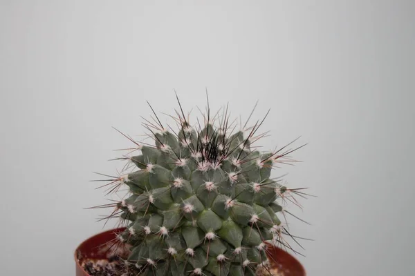 Cactus White Background — Stock Photo, Image