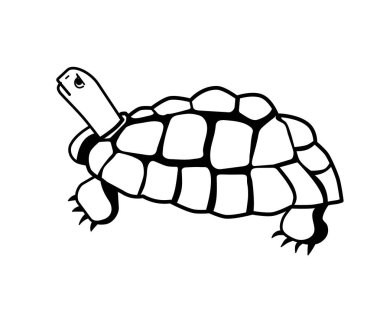 kaplumbağa kaplumbağa sürüngen kabuk deniz su aqua hayvan doğa yaşam küçük resim 