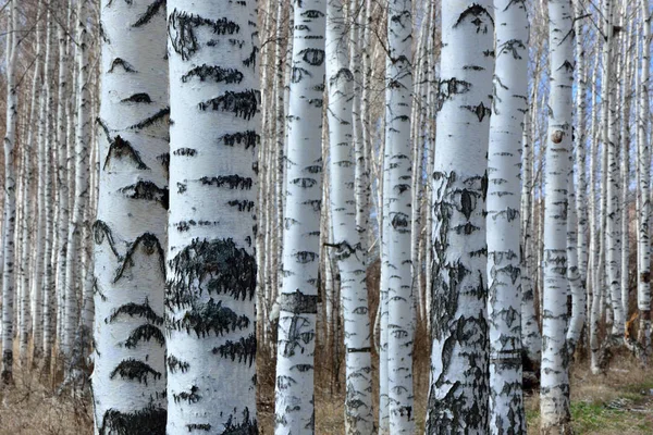 Bahar huş grove