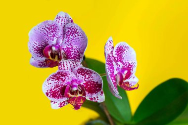 Sarı arkaplanda üç orkide çiçeği