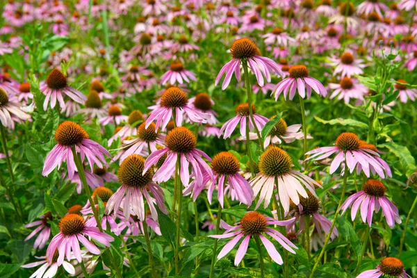 Mor Echinacea çiçeği fidanlığı