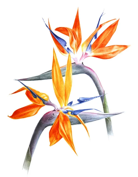 Akvarelu strelitzia - bird of paradise - květiny — Stock fotografie