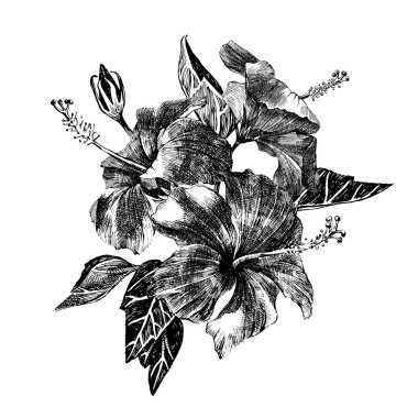 Elle çizilmiş hibiscus brunch